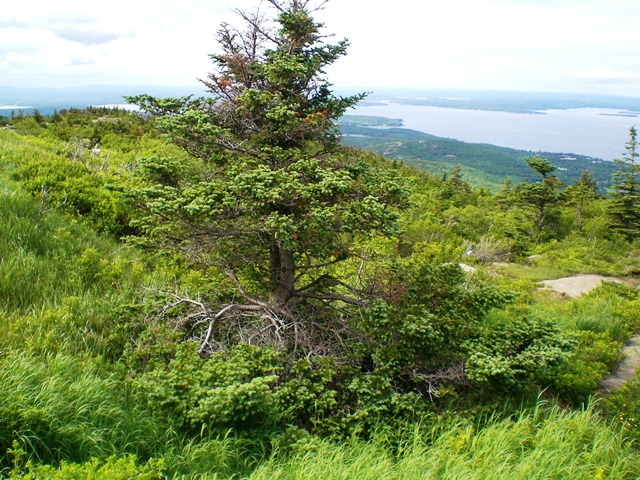 tree amongst green brush in high foreground, channel surrounding by land in low background
