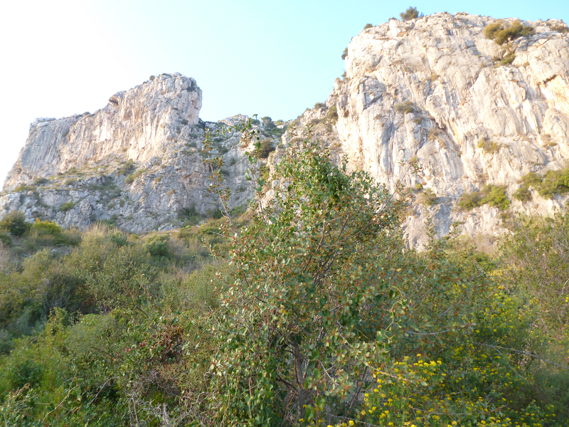 white cliffs seen from below, green brush in foreground, blue-white sky at top