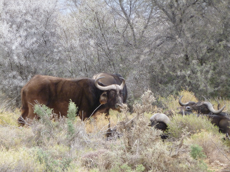 brown buffalo (one very visible, others partly so); in tall brush (bleached in this photo); trees (bleached) in background