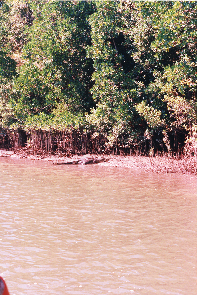 mud red river in the foreground, crocodile basking on the shore in the midground, dense tropical forest in background