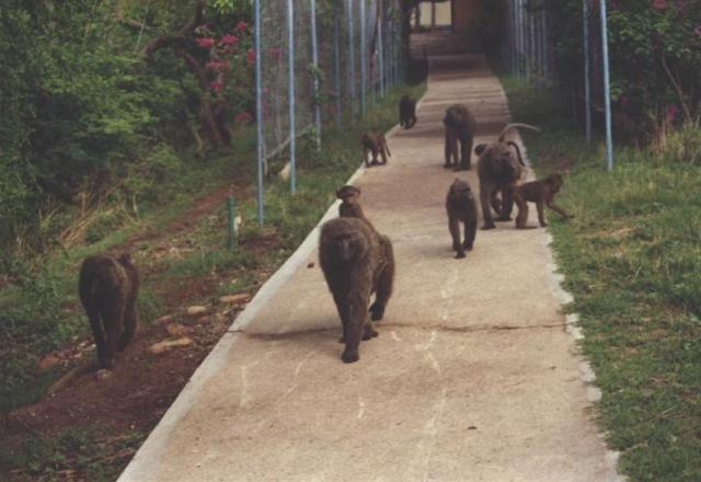 baboon troop on walk at Wiki Warm Springs, Yankara National Park